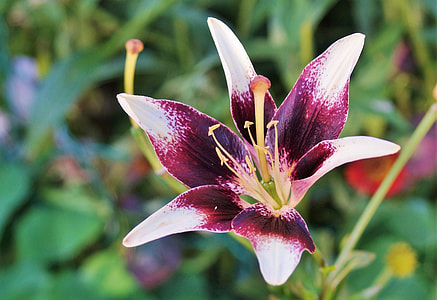 selective focus photography of red and white lily flower thumbnail