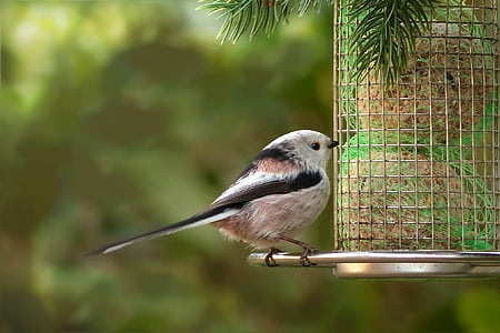 selective focus photography of long-tailed tit perched on bird feeder thumbnail