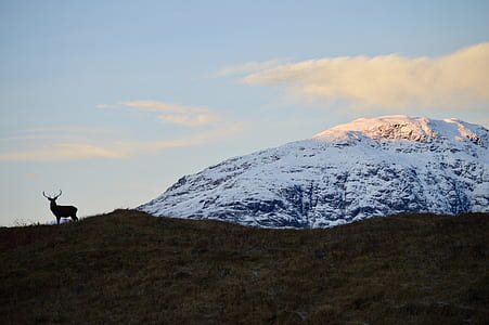 buck on hill in distant of snow capped mountain thumbnail