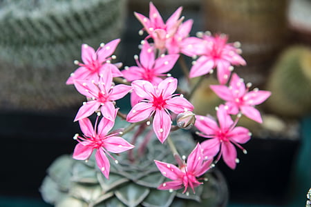 shallow focus photo of pink flowers thumbnail