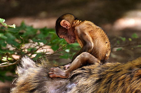 monkey on animal illustration thumbnail