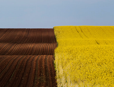 rice field photo thumbnail