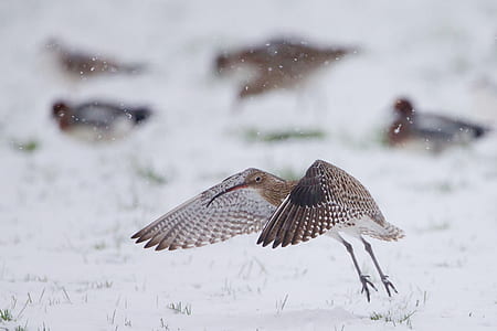 selective focus photography of brown and black bird thumbnail
