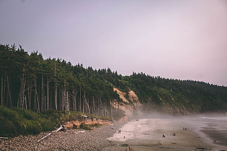 trees near sea under white sky thumbnail