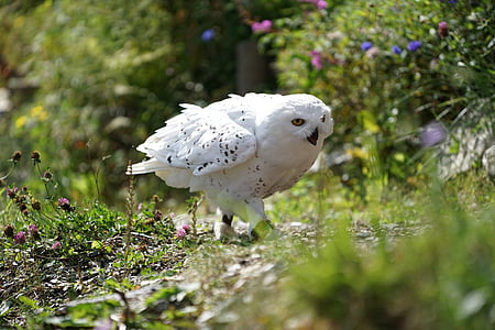shallow focus photography of white owl thumbnail