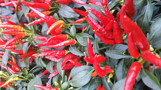 plant with long red chilies thumbnail