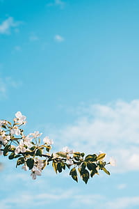 green leafed plant with white flowers thumbnail