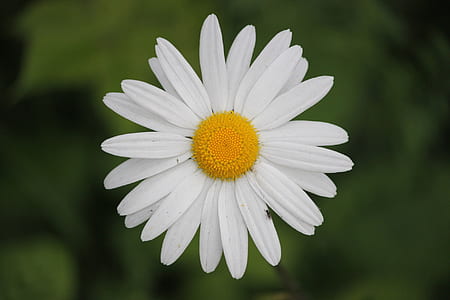 white daisy flower thumbnail