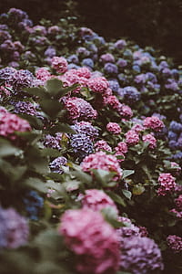 closeup photo of purple and pink cluster petaled flowers thumbnail