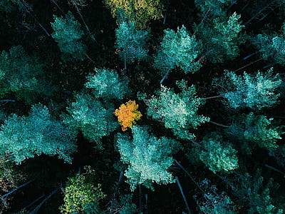 bird's eye view photo of pine tree thumbnail