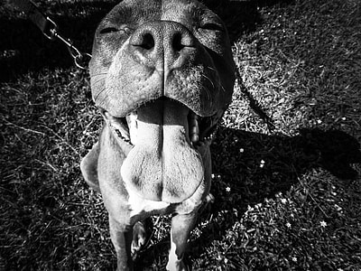 brown short coated dog thumbnail