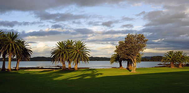 palm trees near body of water thumbnail