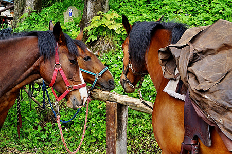 three brown horses standing near brown fence outdoors thumbnail