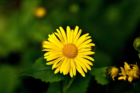 shallow focus photography of sunflower thumbnail