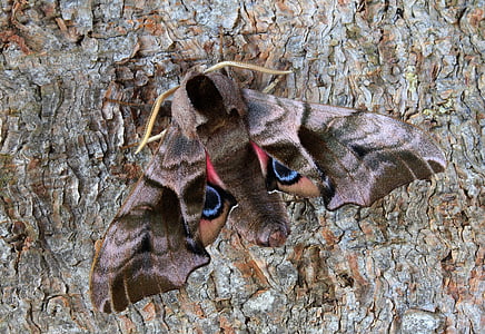 pandora moth on brown surface thumbnail