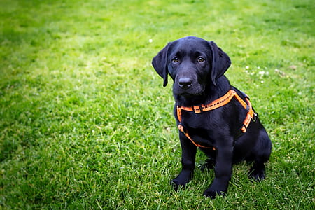 rule of thirds photography of black Labrador retriever thumbnail