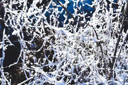 Close-ups of snowy trees thumbnail
