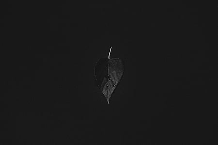 shallow focus photography of leaf thumbnail