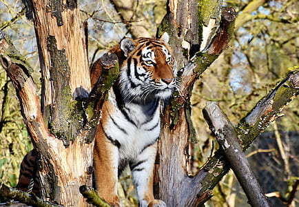 selective focus photography of tiger on tree thumbnail