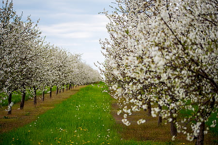 white leafed trees in bloom thumbnail