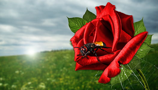 yellow and black wasp on red rose macro photography thumbnail