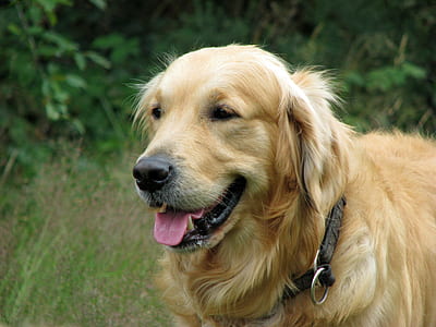 adult light golden retriever stands near green plant at daytime thumbnail