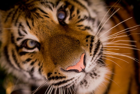 close-up photo of tiger thumbnail