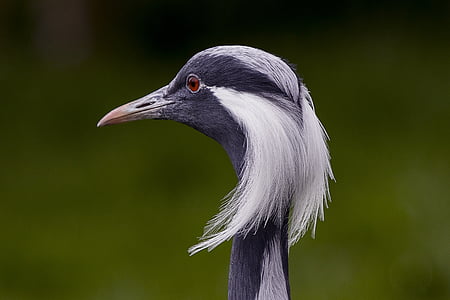 close-up photography of crane bird thumbnail