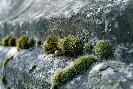 Green Moss on Concrete thumbnail