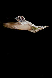 brown and white hummingbird flying on mid air thumbnail