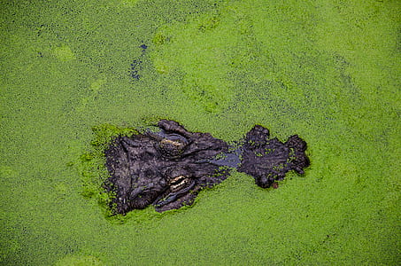 bird's-eye view photography of alligator in water thumbnail