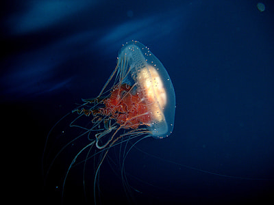 Jellyfish in antarctic waters thumbnail