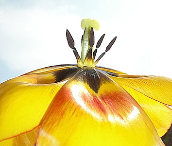 close-up photograph of yellow and brown petaled flower thumbnail