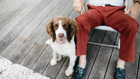 person sitting next to Welsh springer spaniel thumbnail