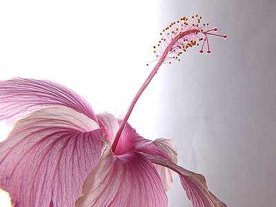 photography of pink hibiscus thumbnail