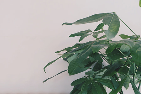 green leaf plant thumbnail