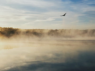 aerial photography of body of water under black bird thumbnail