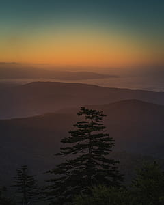 silhouette photo of tall tree surrounded by fogs near mountains thumbnail
