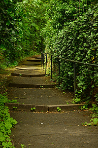 concrete pathway between trees thumbnail