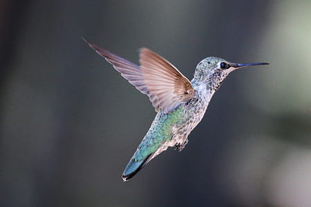 Small colorful humminbird captured with open wings. thumbnail