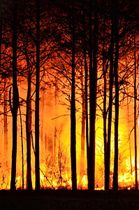 forest fire at daytime thumbnail