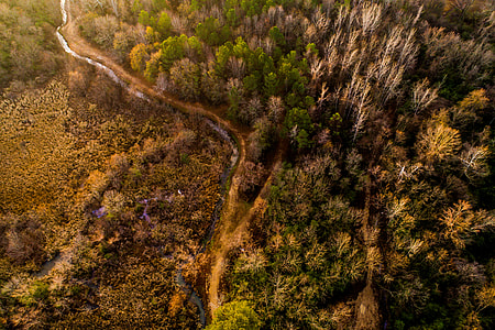 birds eye photography of forest thumbnail