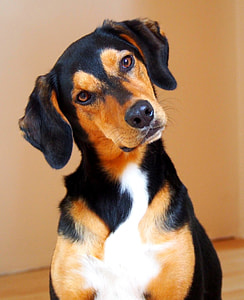 selective focus photo of black, tan, and white dog on parquet floor thumbnail