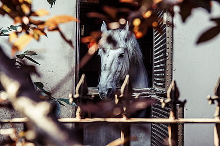 white horse in cage thumbnail