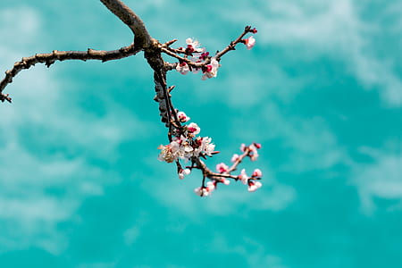 closeup photography of white-and-red petaled flowers thumbnail