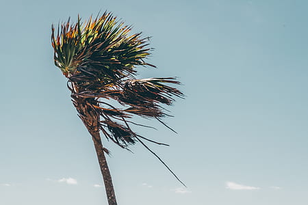 green leafed tree during daytime thumbnail