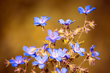 purple petaled flowewr thumbnail