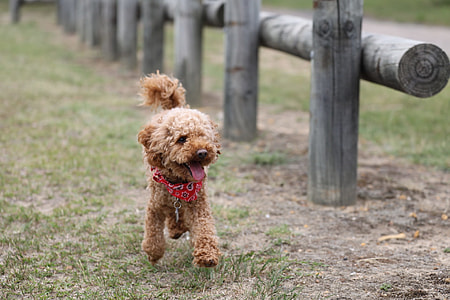 brown toy poodle running outdoor thumbnail