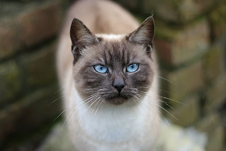 selective focus photography of blue-eyes Siamese cat thumbnail