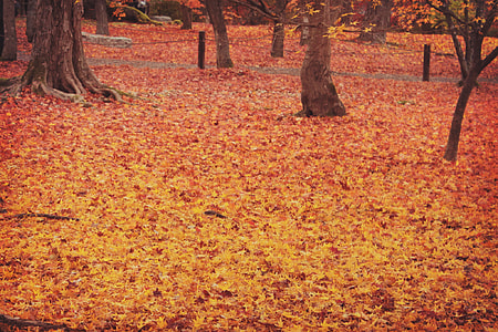photo of maple leaves thumbnail
